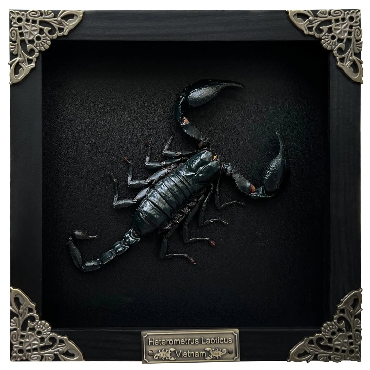 Real Framed Scorpion Dead Insect Dried Bug Beetle Lover Black Frame Shadow Box Taxidermy Oddity Collectables Specimen Decoration Reading Tabletop Wall Art Home Decor Living Gallery K16-51-DE